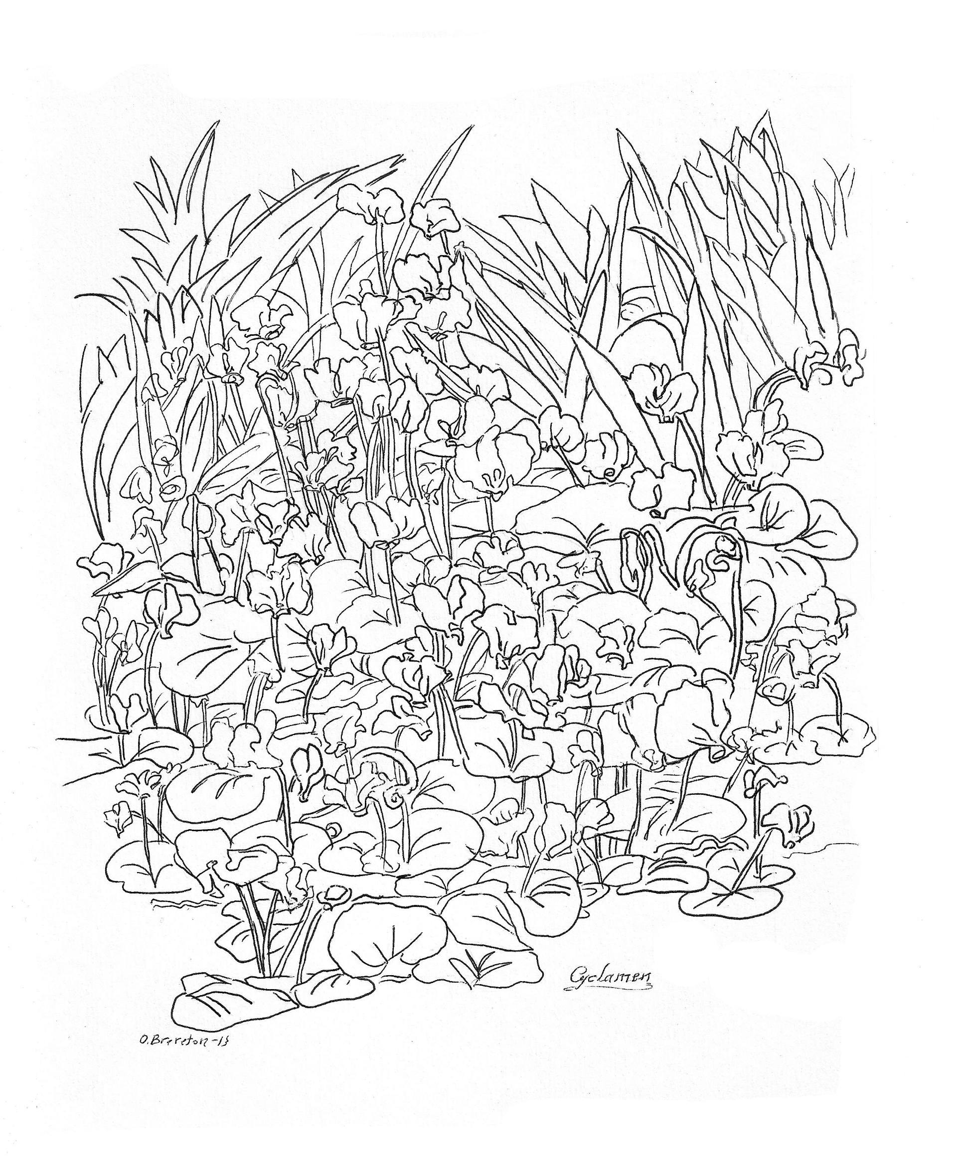 1920x2340 Saatchi Art Cyclamen Drawing By Olga Brereton