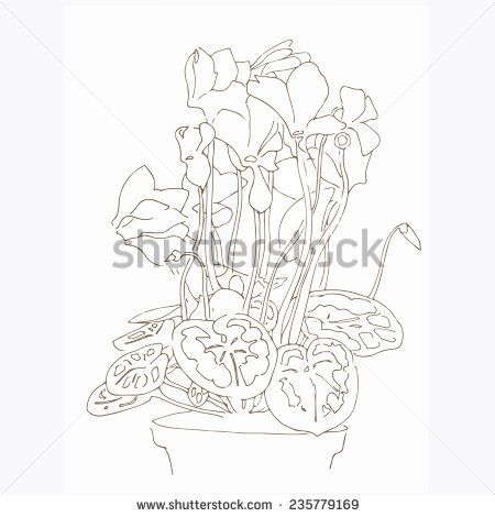 450x470 The 17 Best Cyclamen Images On Royalty Free Images