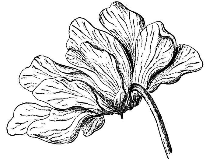 700x523 The Influence Garden And Forest On The Development