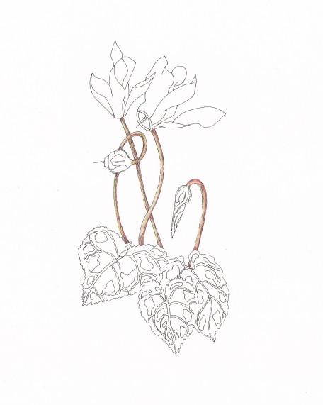 456x571 Ccreech Studio Creative Adventures Cyclamen In Progress