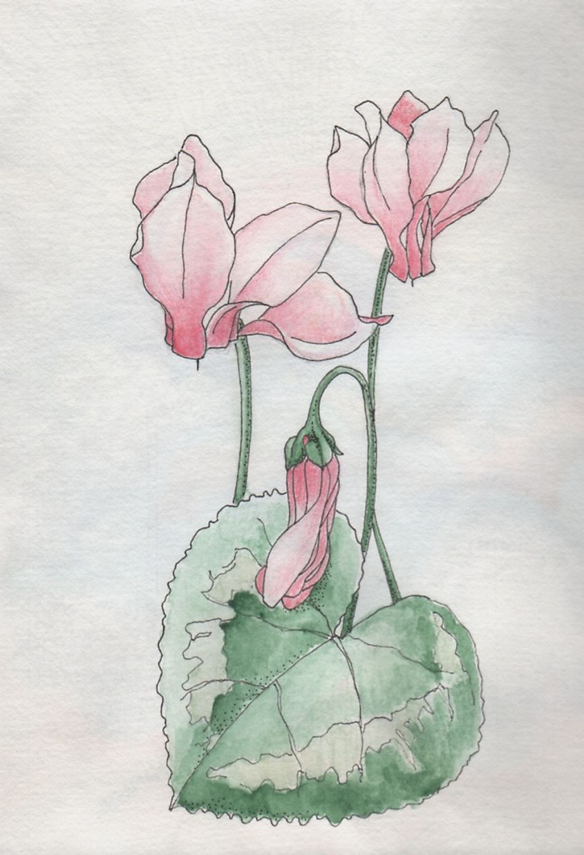 845x1237 Rocky Mountain Society Of Botanical Artists Drawing A Day, Week 5