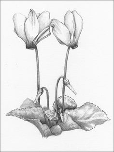 236x314 Cyclamen Illustrators, Watercolor And Botanical