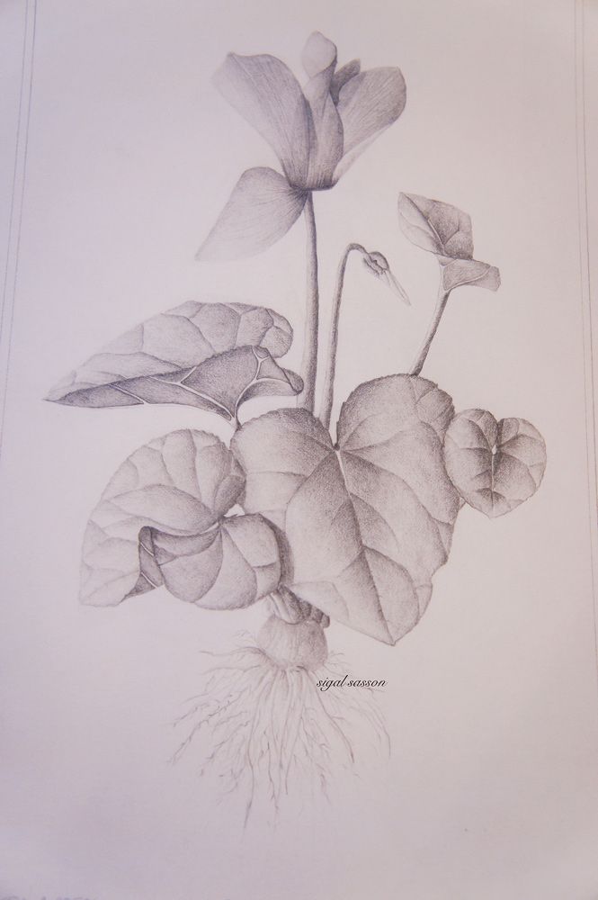 665x1000 Cyclamen Drawing