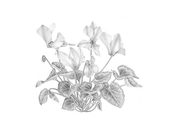 570x427 Cyclamen A4 Giclee Print Art Work Graphite Drawing