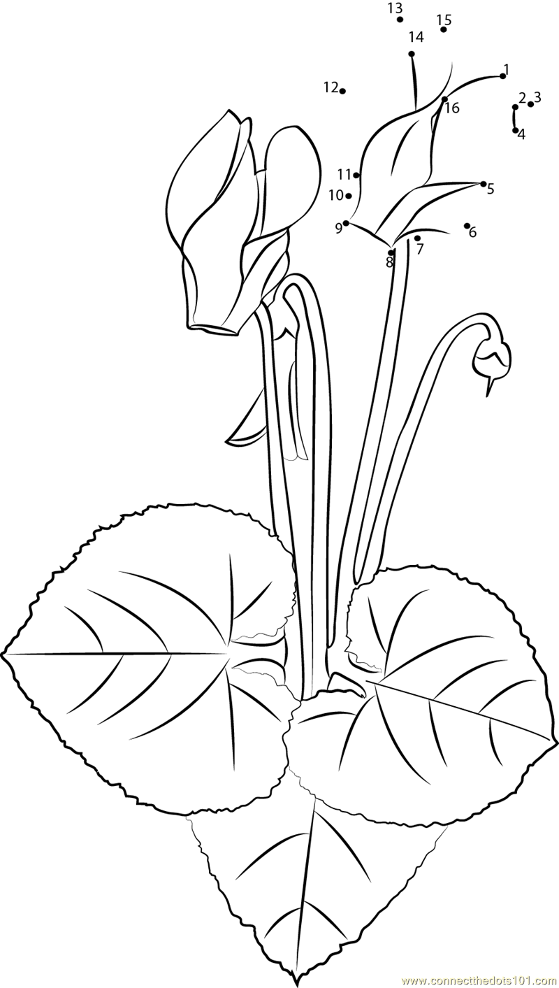 800x1413 Cyclamen Flower Dot To Dot Printable Worksheet