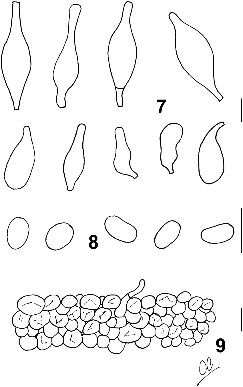 850x1353 Line Drawings Of The Microscopical Characters (Mcve 27699). 7