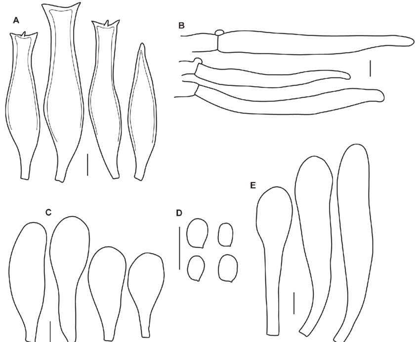 850x693 Pluteus Pellitus. A. Pleurocystidia. B. Pileipellis. C