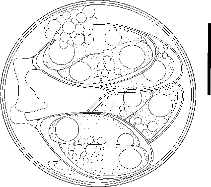 425x377 Composite Line Drawing Of A Sporulated Of Eimeria