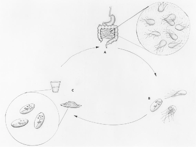 666x500 Figure 1 From Giardia Overview And Update.