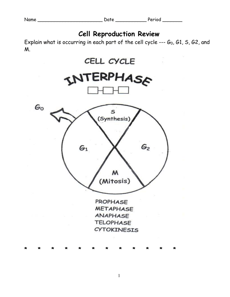 791x1024 Cell Reproduction Review , G1, S, G2, And M.