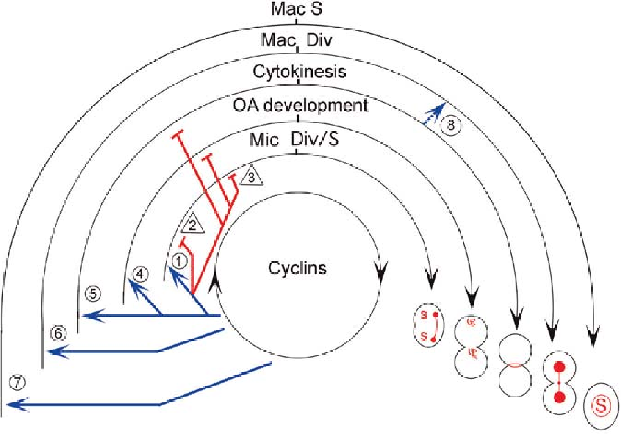 898x628 Developmental Progression Of Tetrahymena Through The Cell Cycle