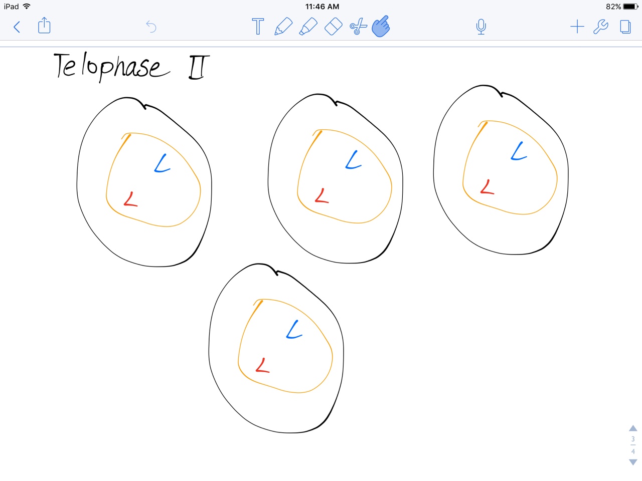 1280x960 Meiosis Wheel