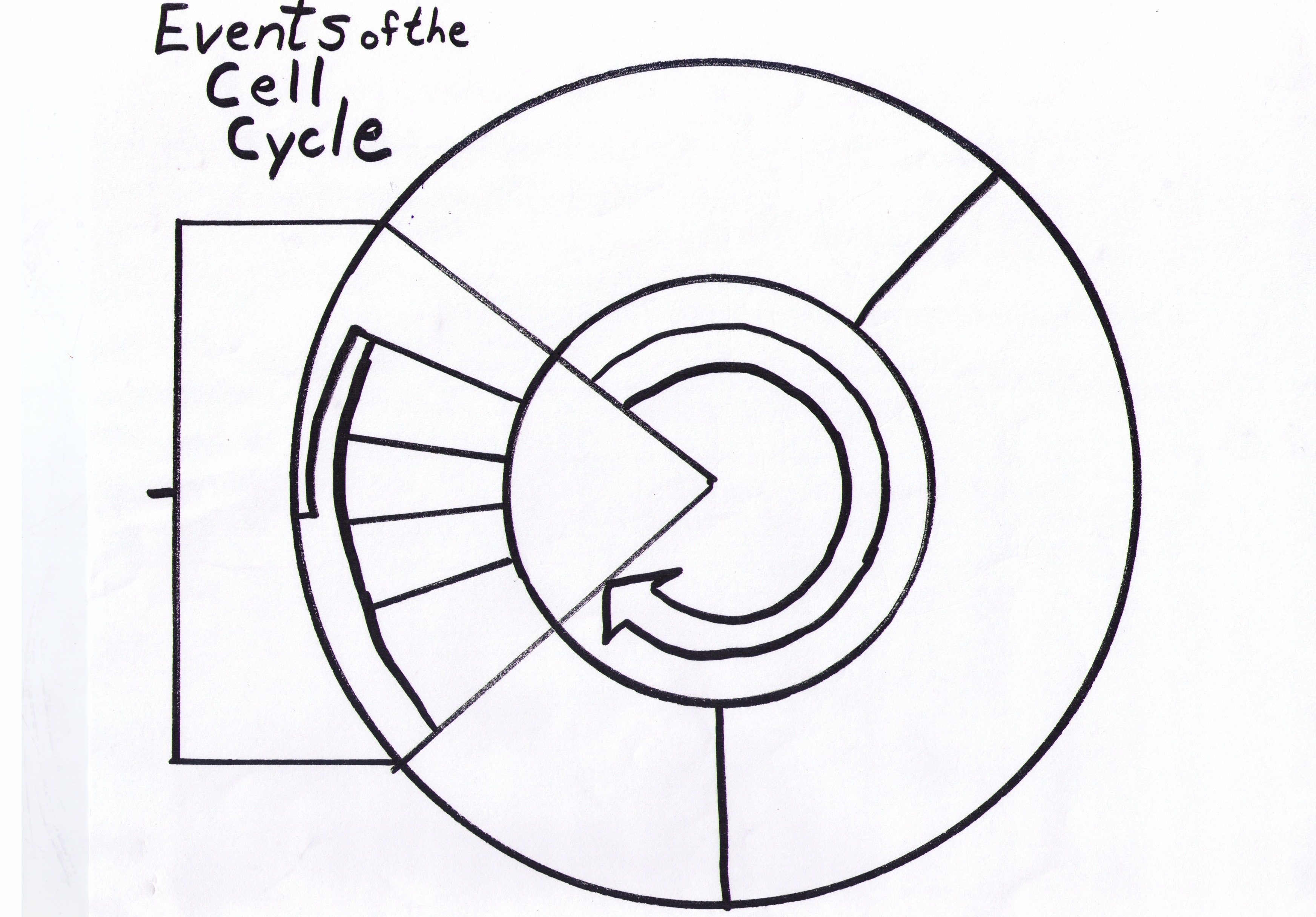 3489x2430 Mitosis Cell Division Diagram Inspirational The Cell Cycle