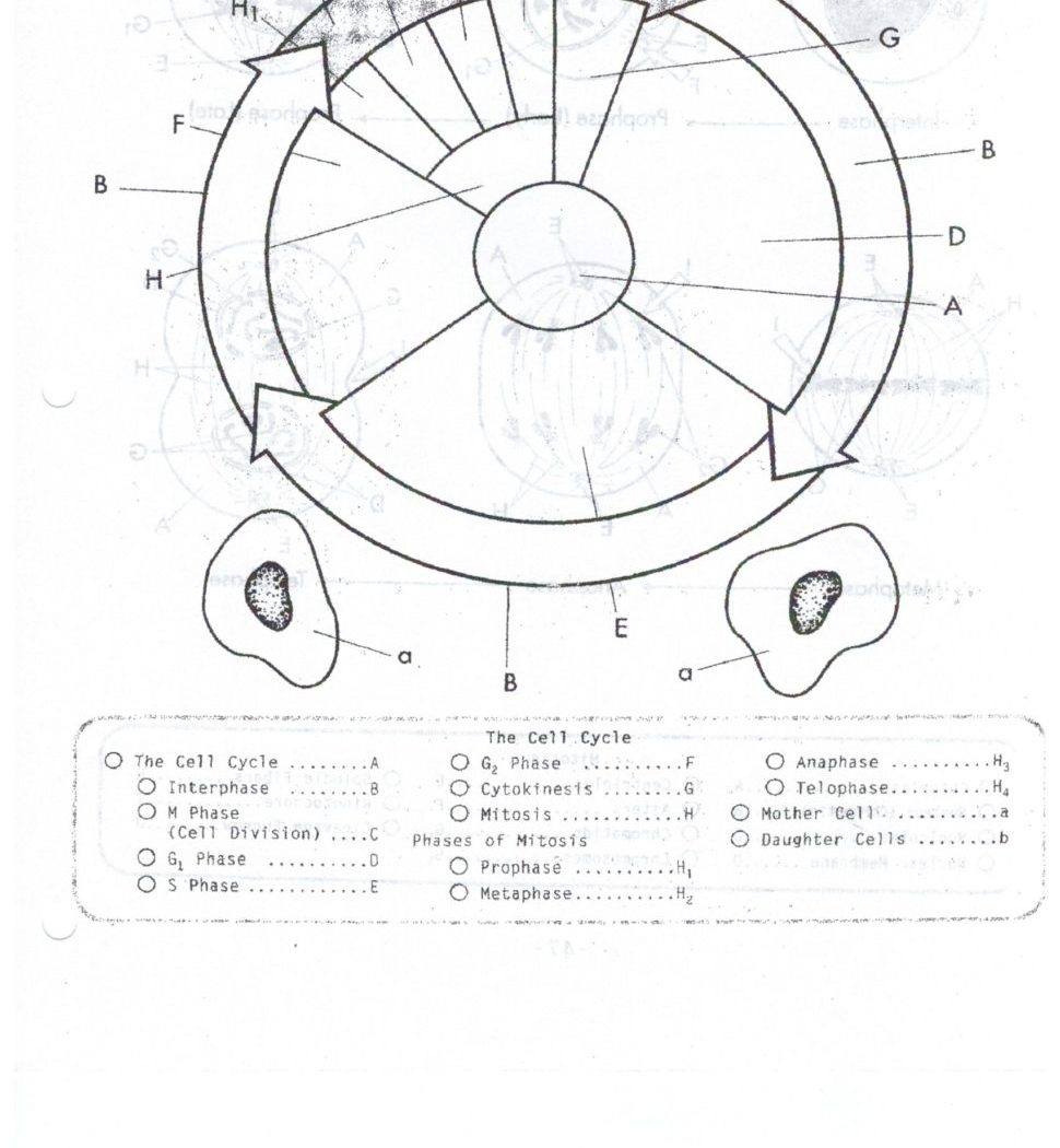 970x1050 The Cell Cycle Coloringt Answer Sheet Answers Key Brilliant