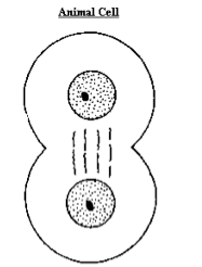 187x246 Unit 2 Cells On Flowvella