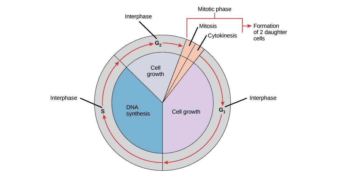 1112x585 Phases Of The Cell Cycle (Article) Khan Academy