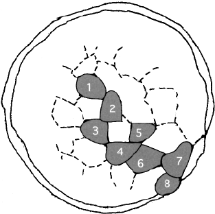 313x312 Camera Lucida Drawing Of A Clone Of Eight Cells Formed After