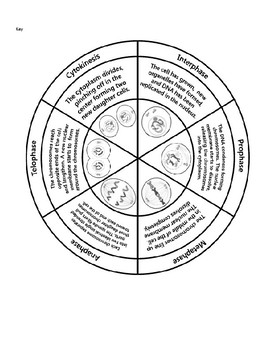 270x350 Cell Cycle Circle Spinner By K I S S It Biology Tpt