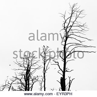 321x320 Forest Of Dead Bare Trees And Dry Grass On The Foreground Stock
