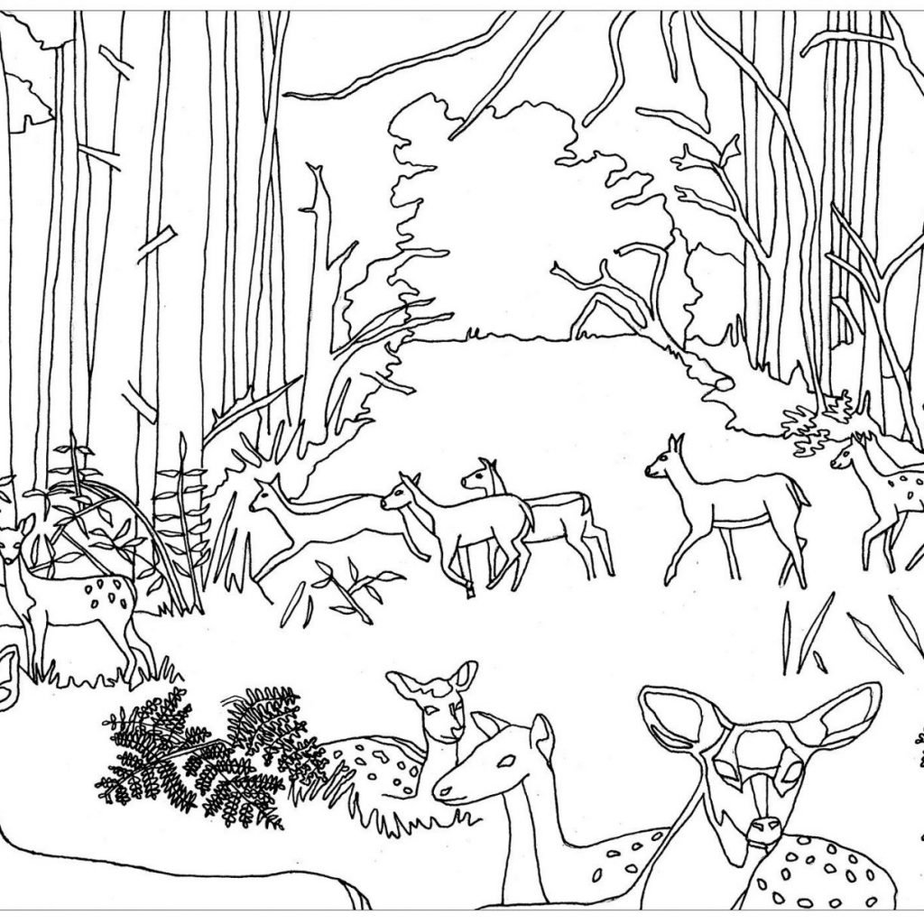 1024x1024 Glamorous Forest Scene Coloring Page Print Color Printable Pages