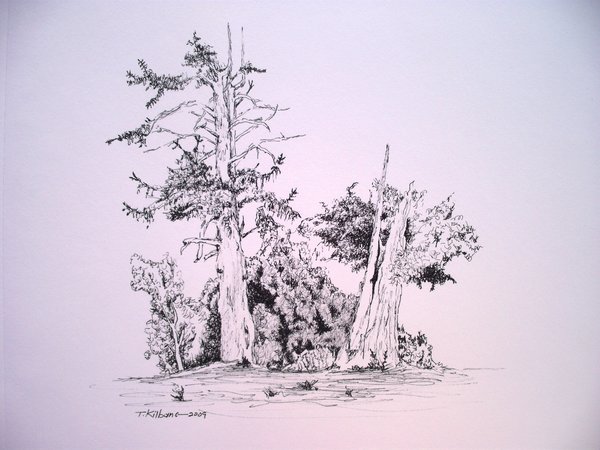 600x450 Drawing Dead Tree In Ink By Tomkilbane