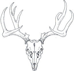 258x248 Gallery Deer Skull Drawing,
