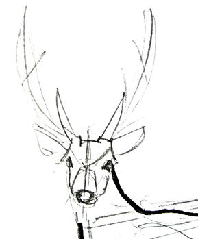 289x349 How To Draw A Deer