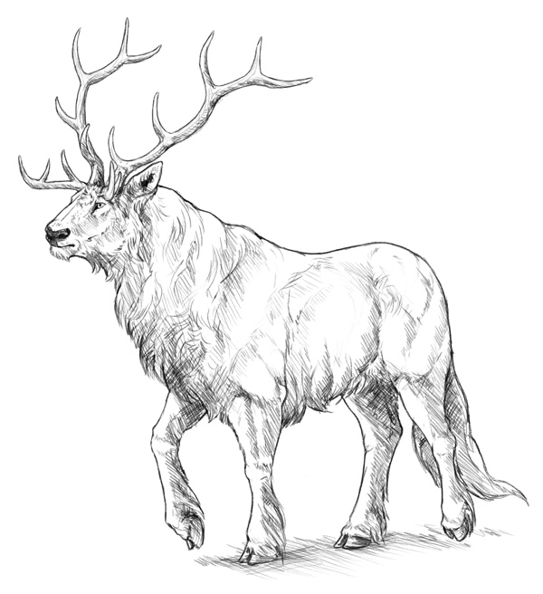 600x656 Learn How To Draw