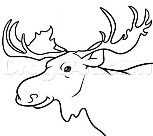 520x462 Learn Moose Head Drawing Tutorial, Forest Animals, Animals, Free
