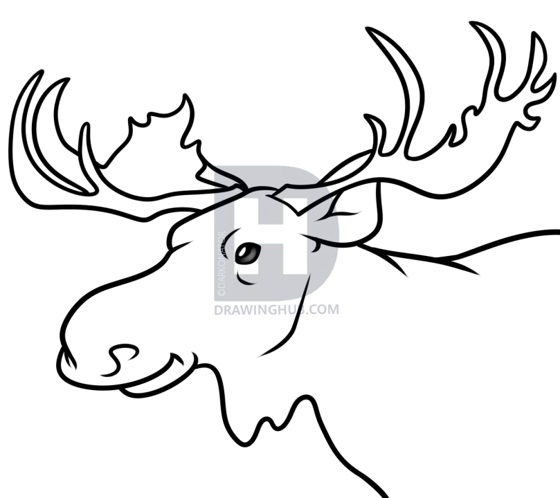 809x720 Moose Head Drawing Tutorial, Step By Step, Drawing Guide, By