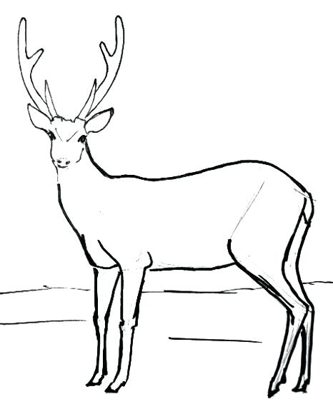 466x580 Draw Deer Head