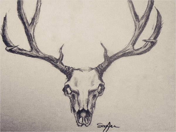 600x450 Deer Skull Drawing 10 Skulls Drawings Free Premium Templates Free