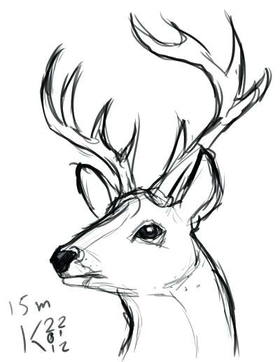 400x517 How To Draw A Deer Easy Easy Drawing How To Draw A Deer Explore