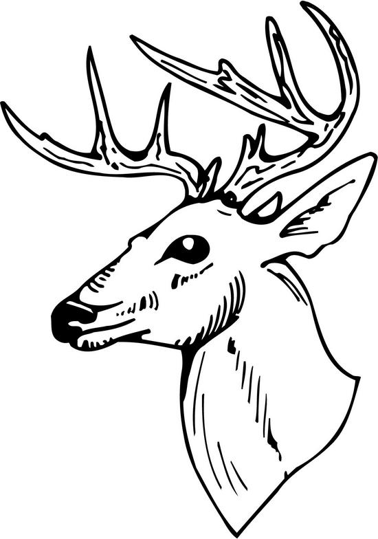 550x784 Collection Of Deer Head Outline Drawing High Quality, Free