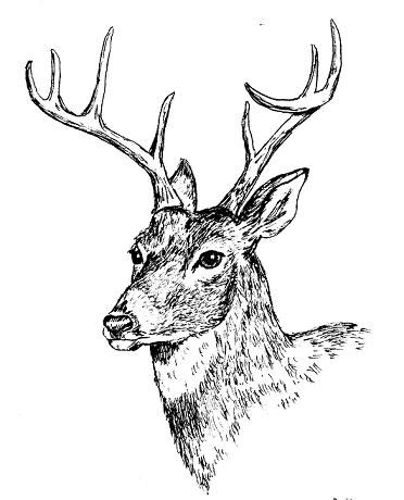 Whitetail Deer Sketch at PaintingValley.com | Explore collection of ...