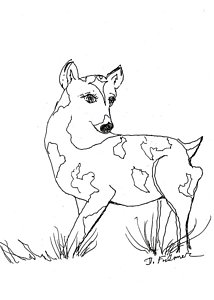 214x300 Deer Drawing Drawings