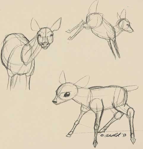 482x504 Trish Babbles The Secret Life Of Deer Sketches