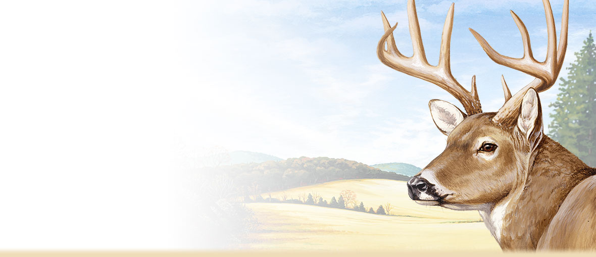 1180x509 Whitetail Deer Facts, Information, And Photos