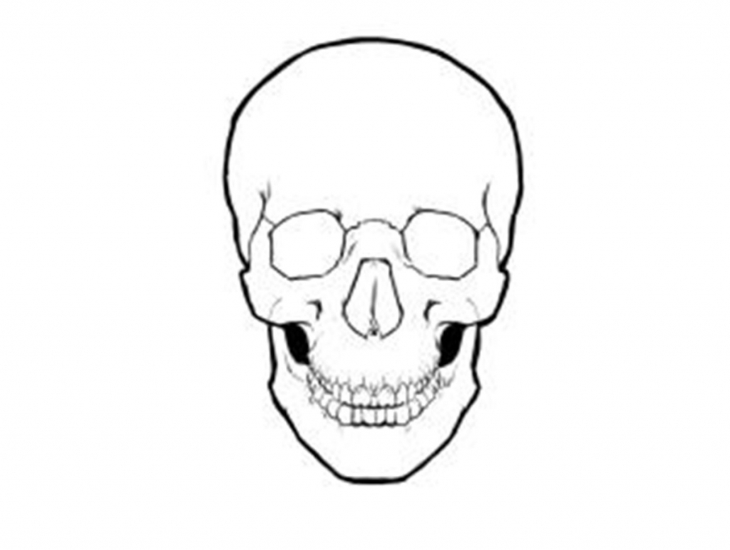 1024x771 Simple Skull Drawing Learn How To Draw A Skull