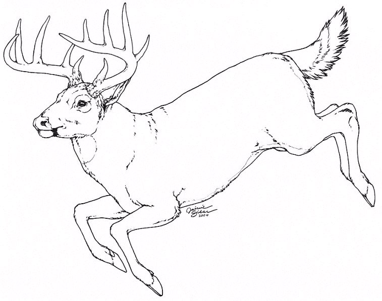 757x597 How To Draw A White Tailed Deer Step 7. Whitetail By Emryswolf
