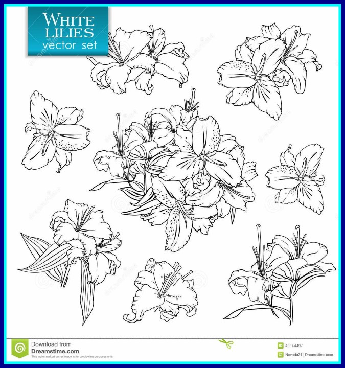 675x720 Stunning Outline Of White Lilies Stock Illustration For Flower