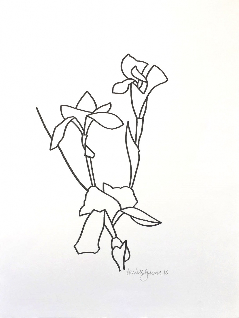 975x1300 Iris Drawing 07