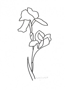 216x300 Derrick Greaves Iris Drawings On Artnet