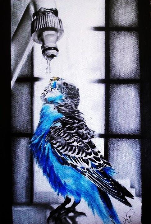 486x720 Parakeet Drinking Water Drawing By Desire Doecette