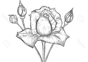 300x210 Bud Of Flowers Pencil Drawing