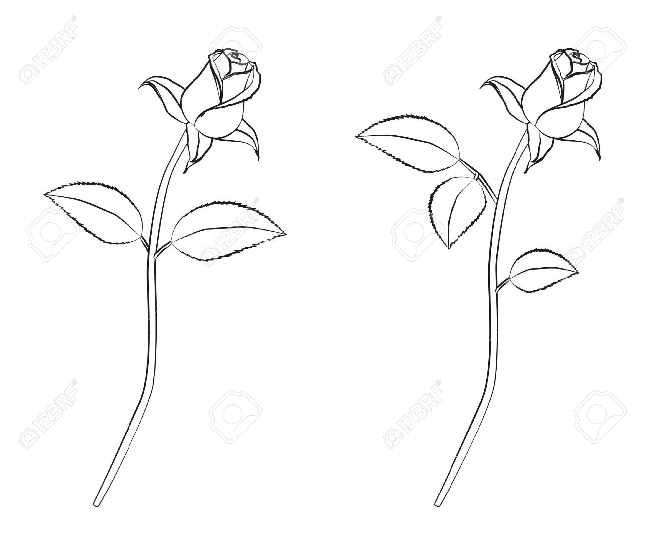 1300x1119 Drawing A Rose Bud Drawing A Rose Bud Detailed Linework Of A Rose