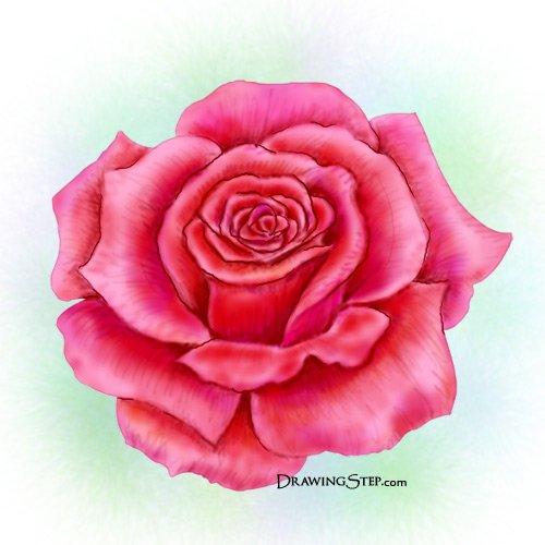 500x500 How To Draw A Rose Step By Step