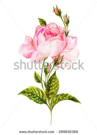 340x470 Rose, Botanical Illustration, Vintage. Detailed Drawing