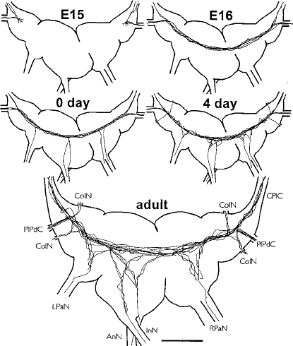 415x490 Schematic Drawing Of The Development Of Gaba Like Immunoreactivity