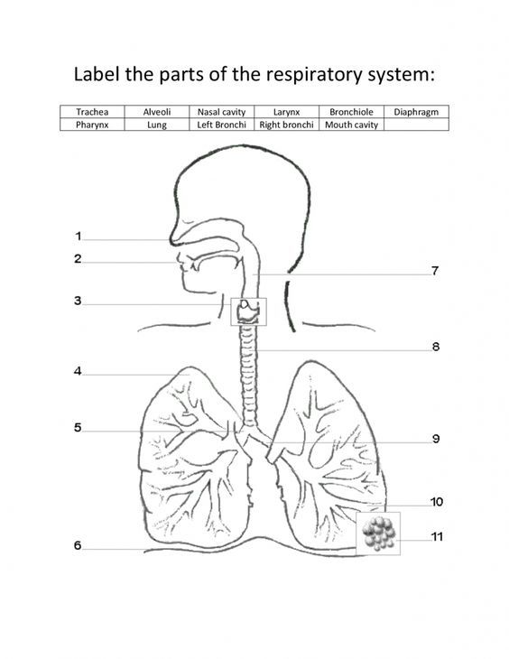 564x730 Labeled Diagram Of The Respiratory System For Kids Respiratory